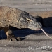 dragon_komodo_hsb_rinca_h_0807_kom2582.jpg
